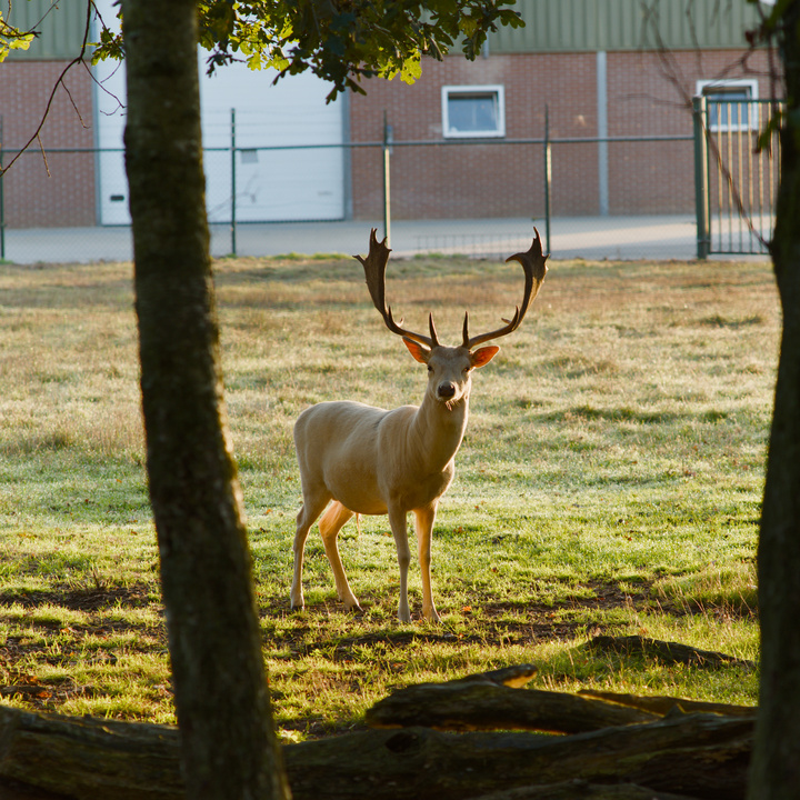 Deer in Deurne